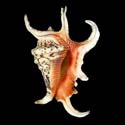 To Conchology (Lambis chiragra RUGOSA)