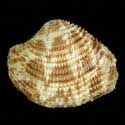 To Conchology (Antigona lamellaris LARGE)