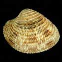 To Conchology (Antigona lamellaris GIANT)