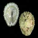 To Conchology (Scelidotoma gigas)