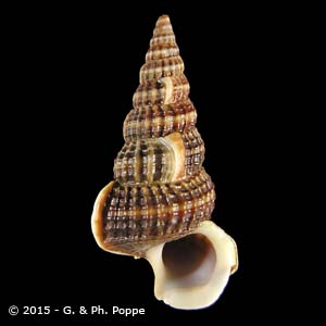 POTAMIDIDAE | Shells Group By Species | Conchology