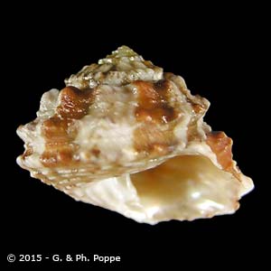 Shell Encyclopedia - Conchological MegaDatabase Iconographic Overview ...