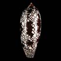 To Conchology (Darioconus aulicus ORANGE MOUTH)