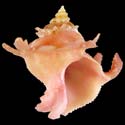 To Conchology (Babelomurex cariniferoides RED)