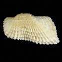 To Conchology (Acar gradata)