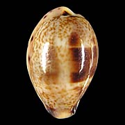 To Conchology (Contradusta walkeri walkeri FREAK)