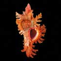 To Conchology (Chicoreus strigatus RED)