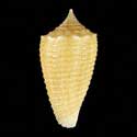 To Conchology (Asprella sulcata YOUNG)