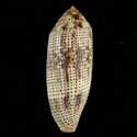 To Conchology (Hermes nussatella GIANT)