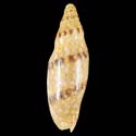 To Conchology (Notovoluta gardneri)