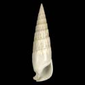 To Conchology (Rhinoclavis fasciata WHITE)