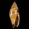 To Conchology (Terestrombus terebellatus terebellatus SPECIAL COLOR)