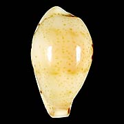 To Conchology (Palmulacypraea musumea)