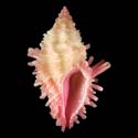 To Conchology (Morula ambrosia)