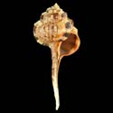 To Conchology (Haustellum haustellum cf.)