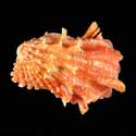 To Conchology (Cardita crassicosta RED-ORANGE)