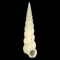 To Conchology (Cylindriscala solar)
