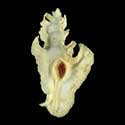 To Conchology (Pterynotus elongatus CREAM)