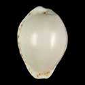 To Conchology (Naria acicularis ALBINO)