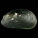 To Conchology (Musculus niger)