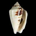 To Conchology (Conomurex persicus DARK)