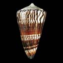 To Conchology (Strategoconus generalis GIANT)