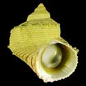 To Conchology (Turbo chrysostomus GREEN)