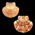 To Conchology (Pecten maximus YOUNG)