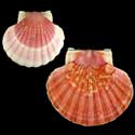 To Conchology (Pecten maximus RED)