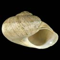 To Conchology (Iberus alonensis)