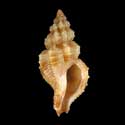 To Conchology (Orania fischeriana)