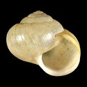 To Conchology (Acusta assimilis)
