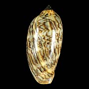 To Conchology (Mauritia eglantina YOUNG)