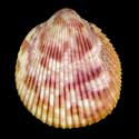 To Conchology (Acrosterigma variegatum PURPLE)