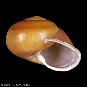 Shell Encyclopedia - Conchological MegaDatabase Iconographic