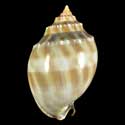 To Conchology (Phalium bandatum SPECIAL COLOR)