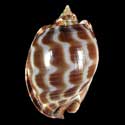 To Conchology (Phalium areola SPECIAL COLOR)