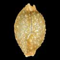 To Conchology (Nucleolaria nucleus FREAK)