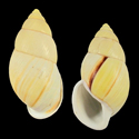 To Conchology (Amphidromus heerianus SINISTRAL LEMON)