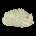 To Conchology (Cardita crassicosta YOUNG)