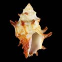 To Conchology (Morula spinosa SUBFOSSIL)