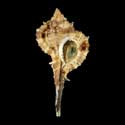 To Conchology (Vokesimurex recurvirostris)