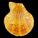 To Conchology (Laevichlamys multisquamata ORANGE)