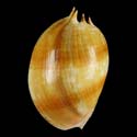 To Conchology (Melo amphora ORANGE)