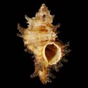 To Conchology (Chicoreus groschi)