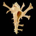 To Conchology (Homalocantha dovpeledi)