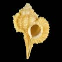 To Conchology (Vokesimurex bellegladeensis)