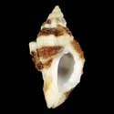 To Conchology (Ceratostoma nuttalli BANDED)