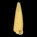 To Conchology (Seila lirata)