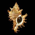 To Conchology (Chicoreus dovi)
